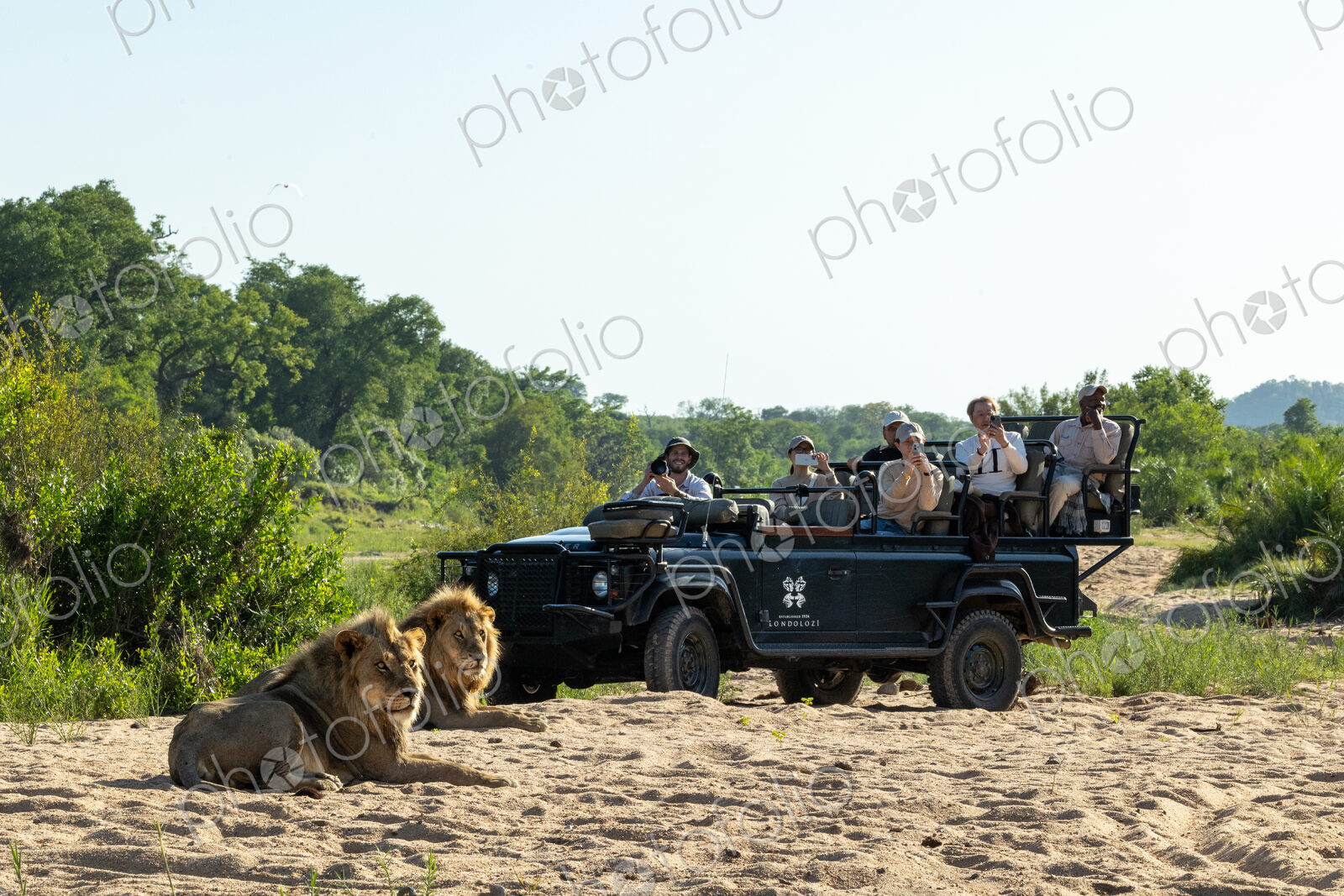 Two male lions, Panthera leo, resting together, with a safari vehicle behind them.