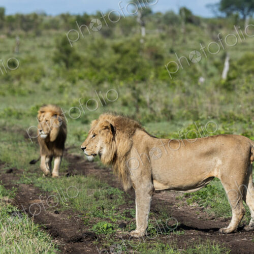 Two male lions, Panthera leo, standing together. Two male lions, Panthera leo, standing together.