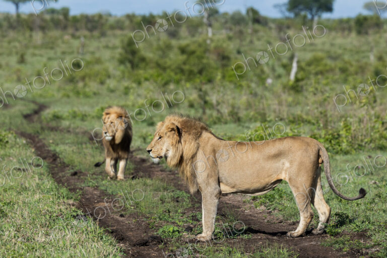 Two male lions, Panthera leo, standing together.