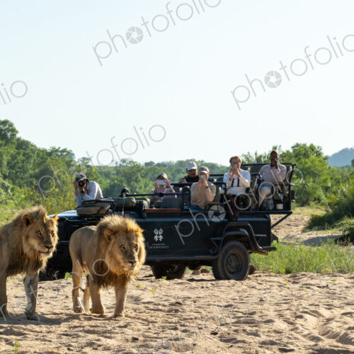 Two male lions, Panthera leo, standing together, with a safari vehicle behind them. Two male lions, Panthera leo, standing together, with a safari vehicle behind them.