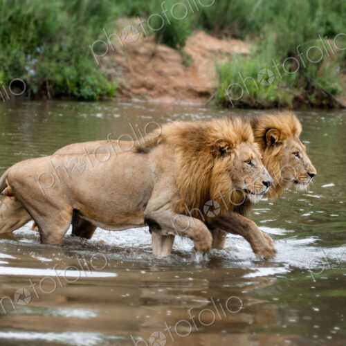 Two male lions, Panthera leo, walk across a shallow river simaltanously, looking away.