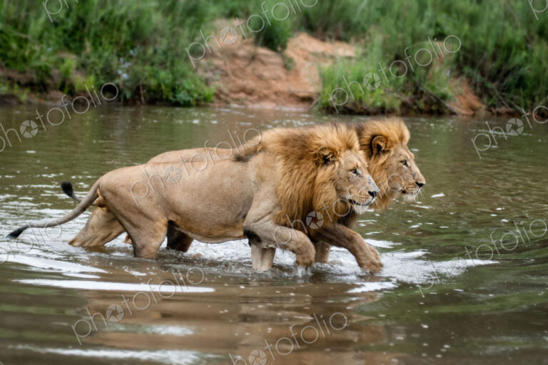 Two male lions, Panthera leo, walk across a shallow river simaltanously, looking away.