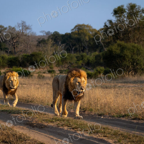 Two male lions, Panthera leo, walking down a road.