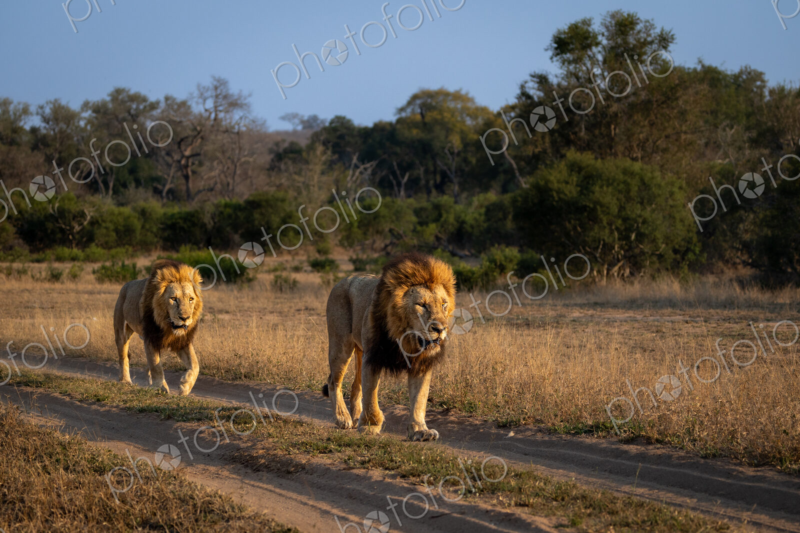 Two male lions, Panthera leo, walking down a road.