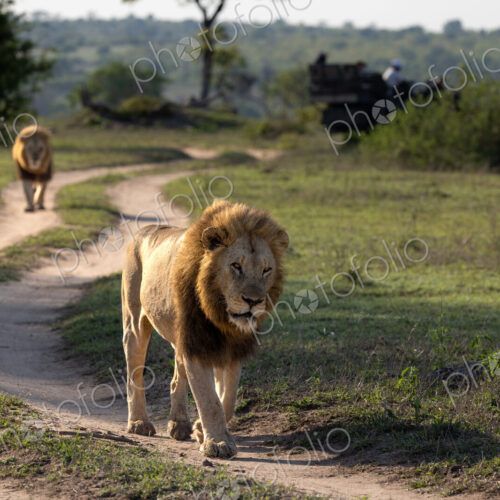 Two male lions, Panthera leo, walking down a road.