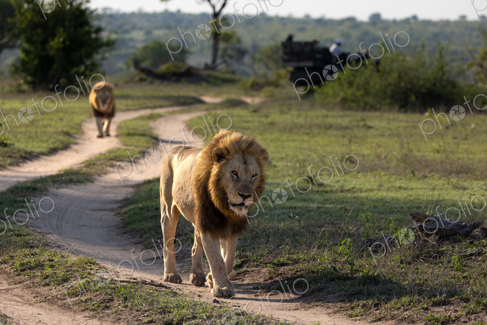 Two male lions, Panthera leo, walking down a road.