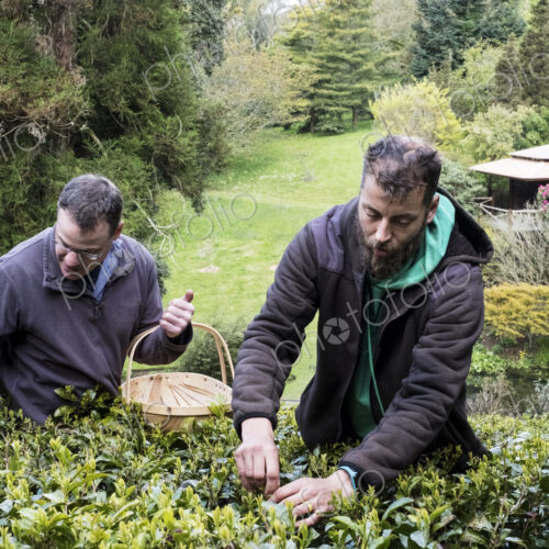 Two men standing outdoors in tea plantation, carefully picking tea leaves.