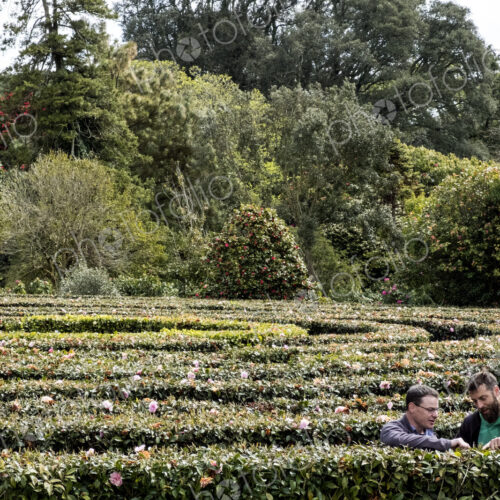 Two men standing outdoors in tea plantation, carefully picking tea leaves.