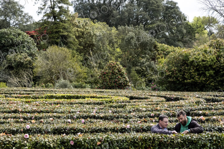 Two men standing outdoors in tea plantation, carefully picking tea leaves.