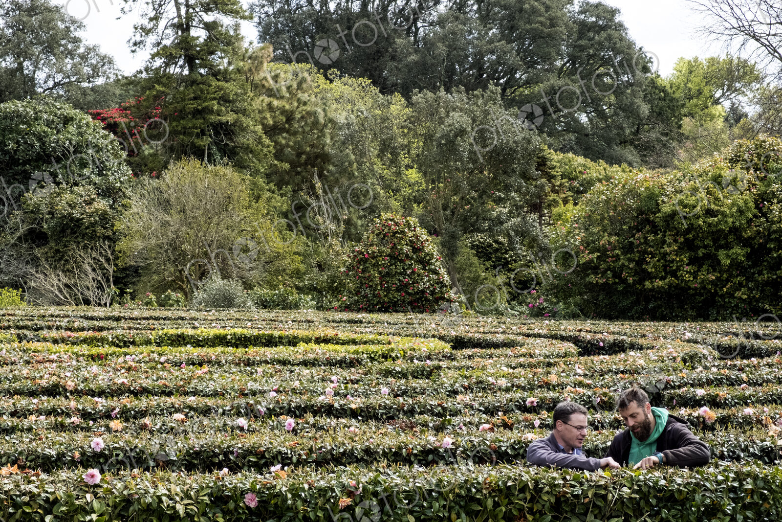 Two men standing outdoors in tea plantation, carefully picking tea leaves.