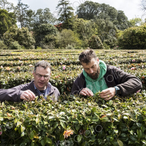 Two men standing outdoors in tea plantation, carefully picking tea leaves.
