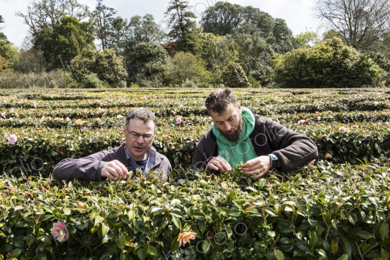 Two men standing outdoors in tea plantation, carefully picking tea leaves.