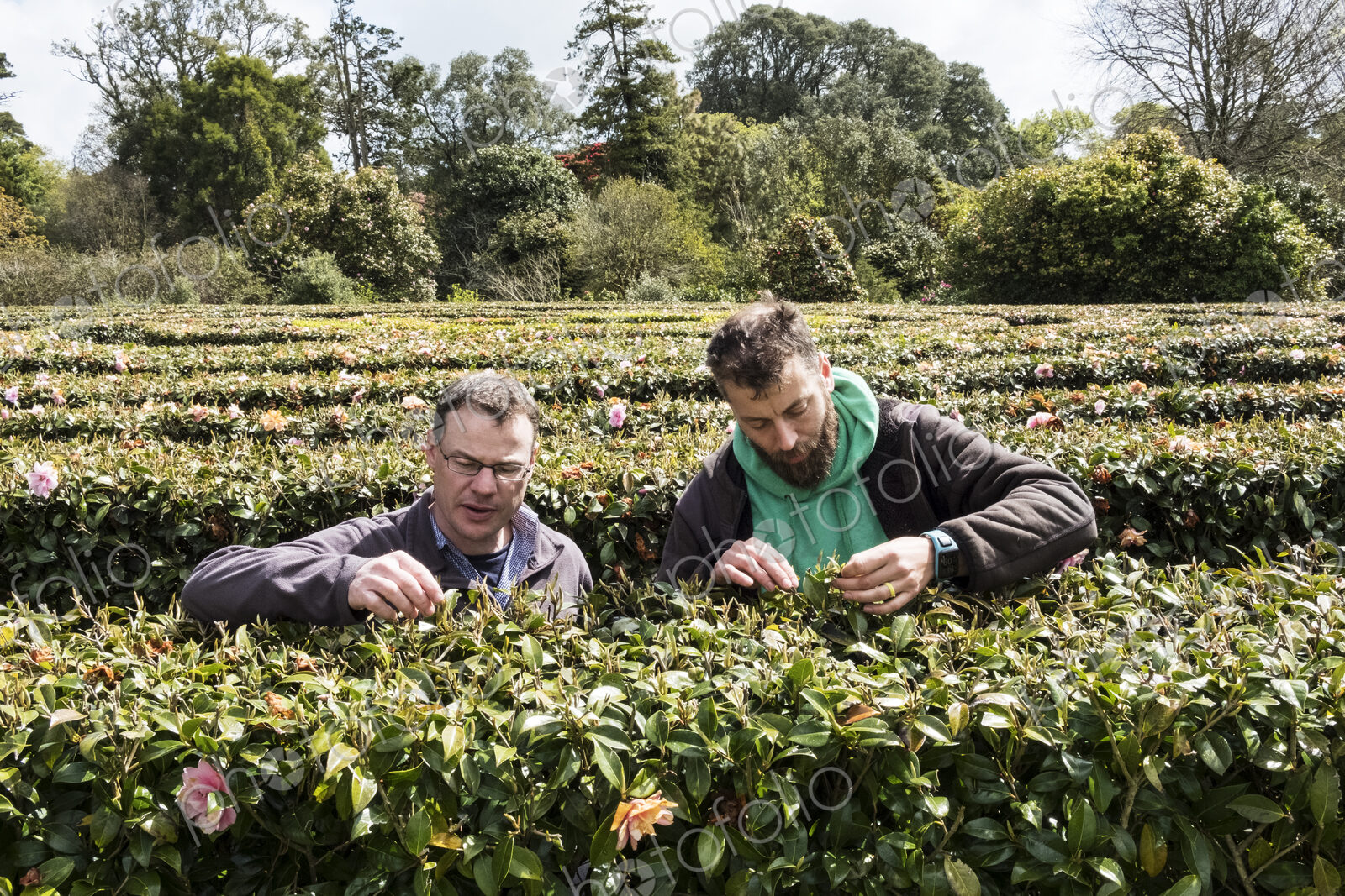 Two men standing outdoors in tea plantation, carefully picking tea leaves.