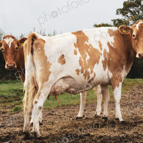 Two piebald red and white Guernsey cows on a pasture.