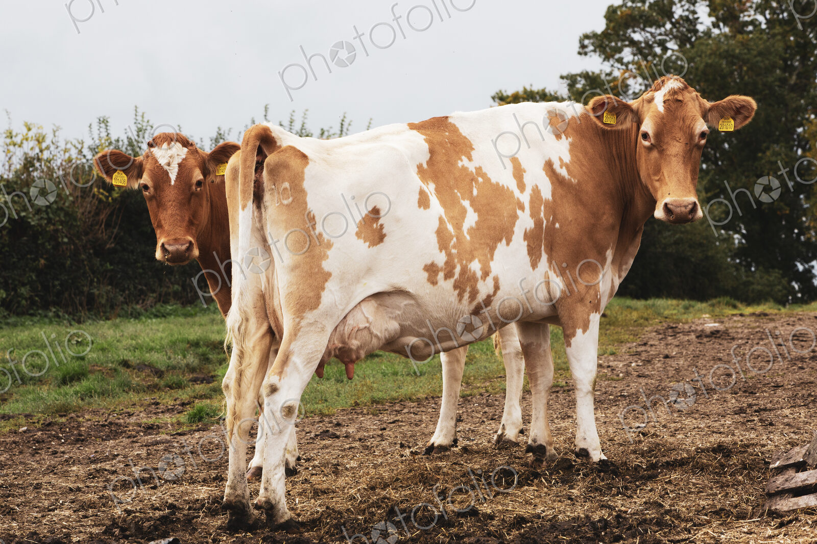 Two piebald red and white Guernsey cows on a pasture.