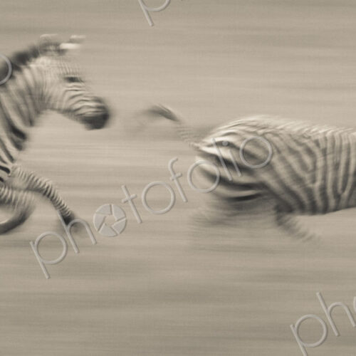 Two plains zebras racing across the ground in Ngorongoro Conservation Area, Tanzania