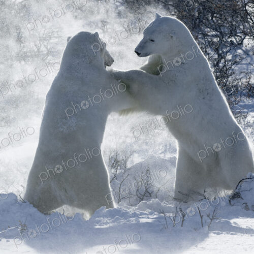 Two polar bears standing upright on their hind legs wrestling each other. Two polar bears standing upright on their hind legs wrestling each other.