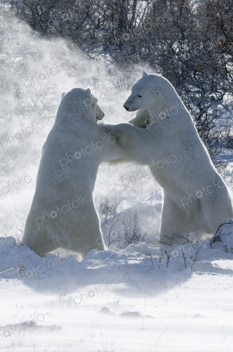 Two polar bears standing upright on their hind legs wrestling each other.