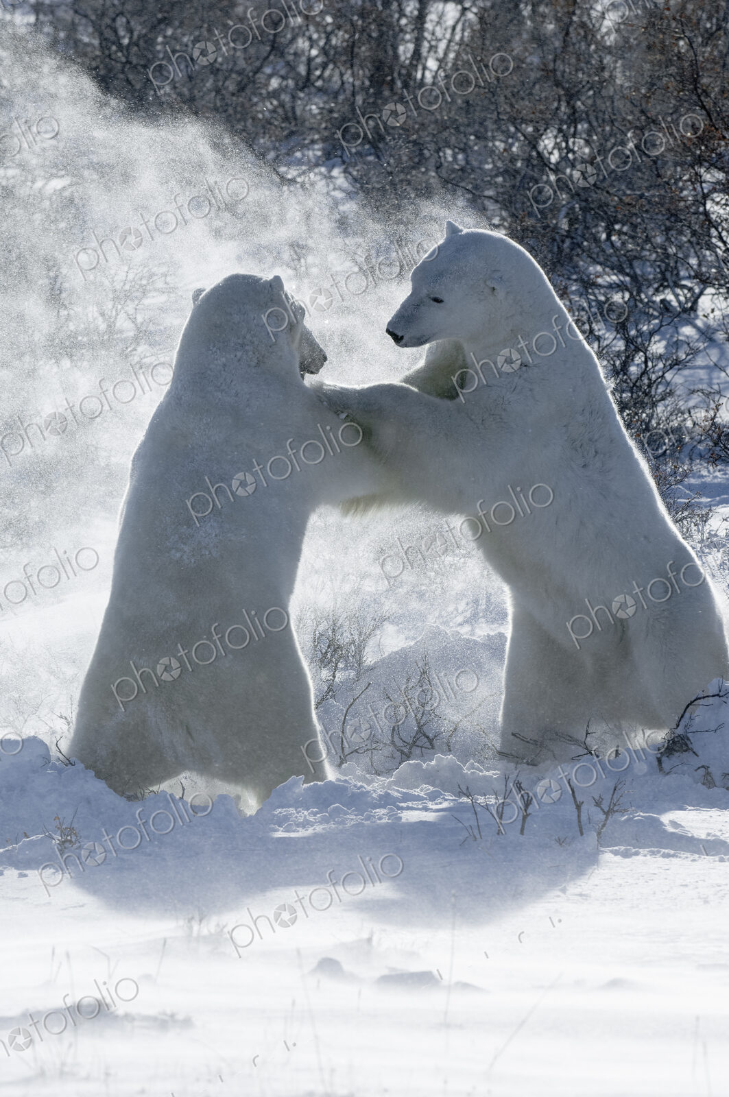 Two polar bears standing upright on their hind legs wrestling each other.