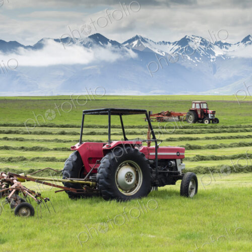 Two red tractors on a farm, working in a field cutting a grass crop. Two red tractors on a farm, working in a field cutting a grass crop.
