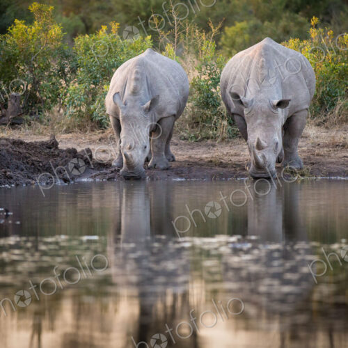Two rhinos, Ceratotherium simum, drink from a waterhole, looking away, reflections in…