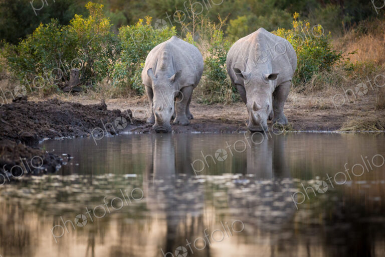 Two rhinos, Ceratotherium simum, drink from a waterhole, looking away, reflections in…