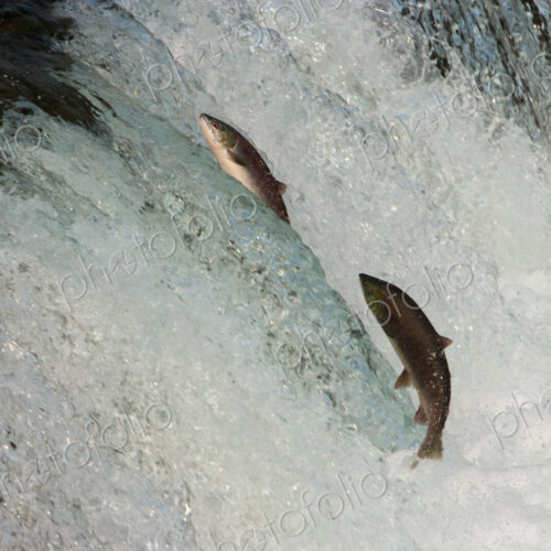 Two salmon leaping upriver against the current. Two salmon leaping upriver against the current.
