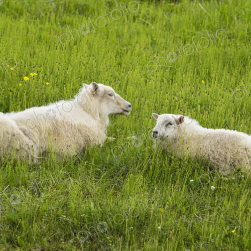 Two sheep with thick fleeces lying in a grass meadow. Two sheep with thick fleeces lying in a grass meadow.
