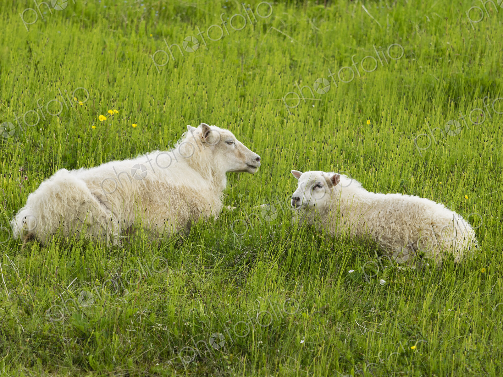 Two sheep with thick fleeces lying in a grass meadow.