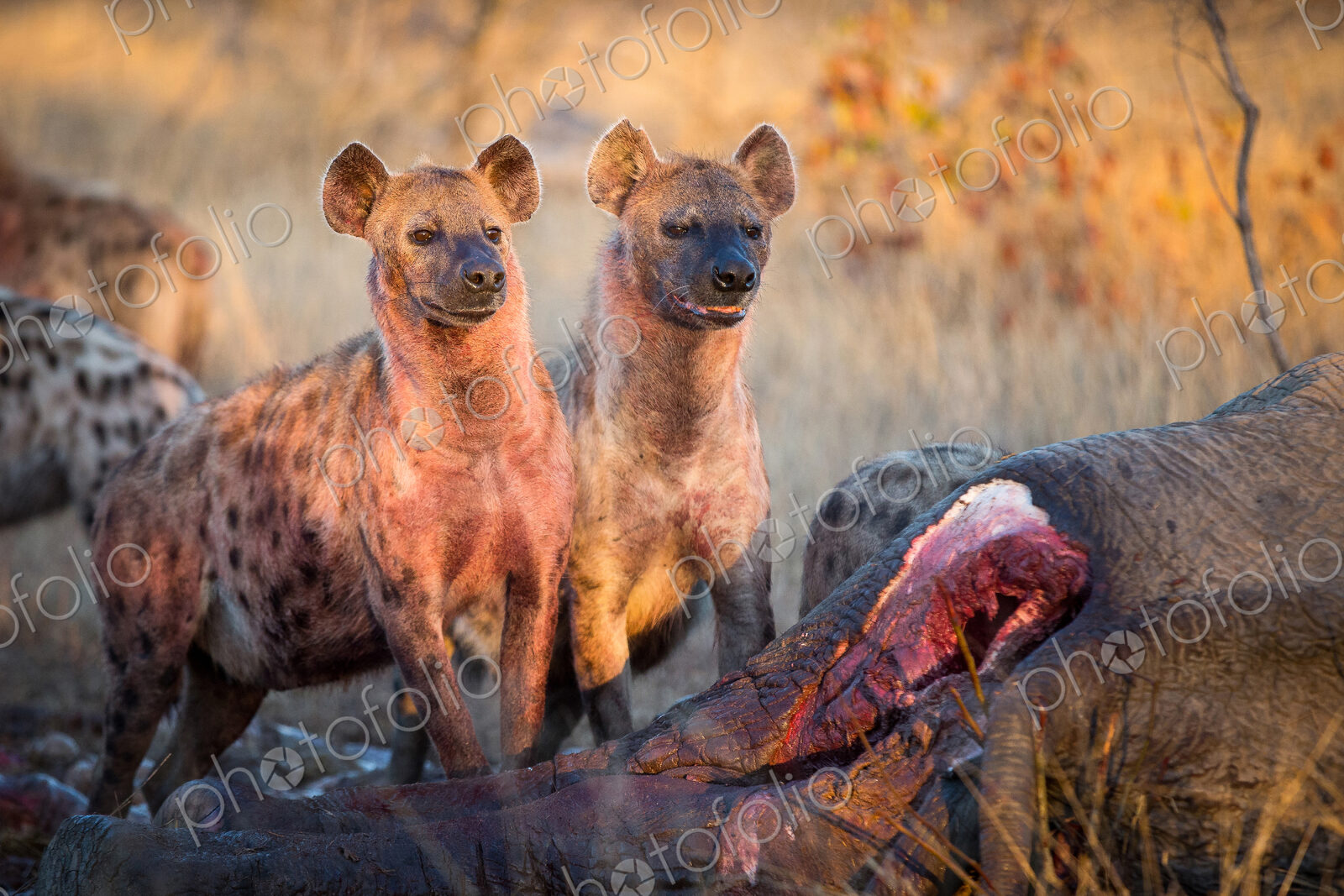 Two spotted hyenas, Crocuta crocuta, stand together at an elephant carcass, Loxodonta…