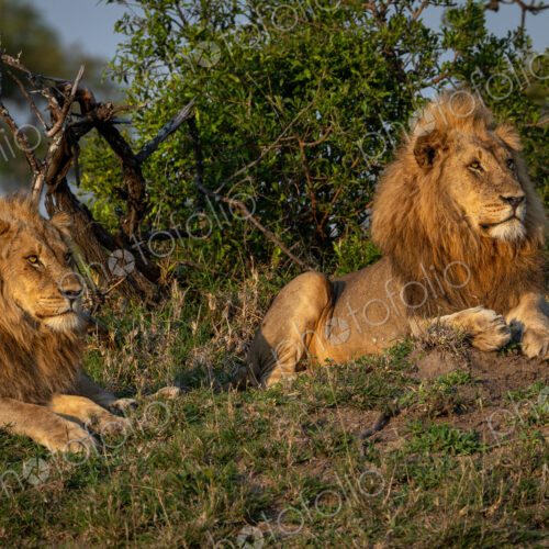 Two sub-adult male lions, Panthera leo, lying on a mound.