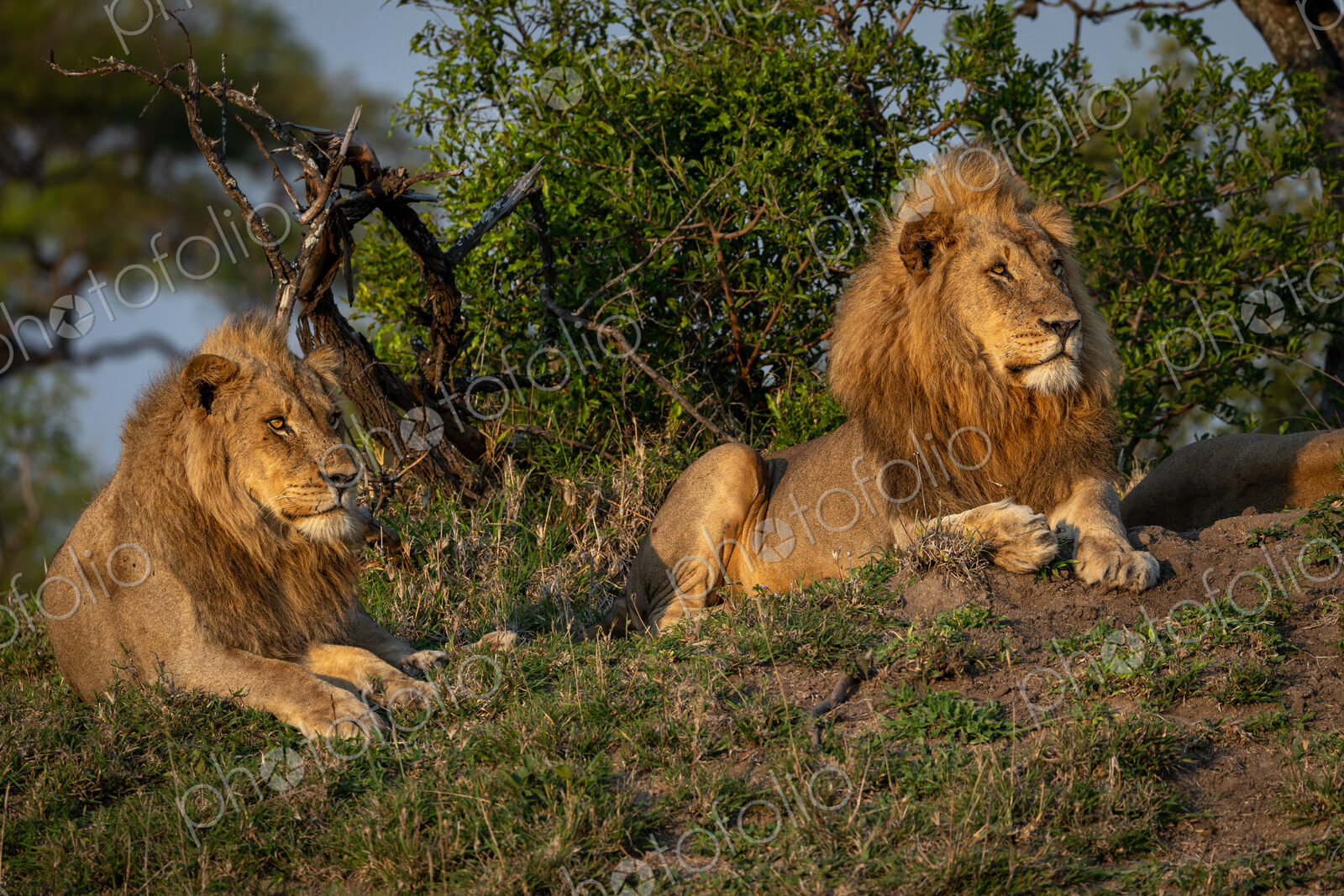 Two sub-adult male lions, Panthera leo, lying on a mound.
