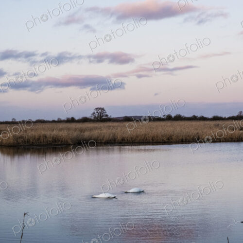 Two swans feeding with heads underwater at dusk on a marsh in a a wetland nature reserve.
