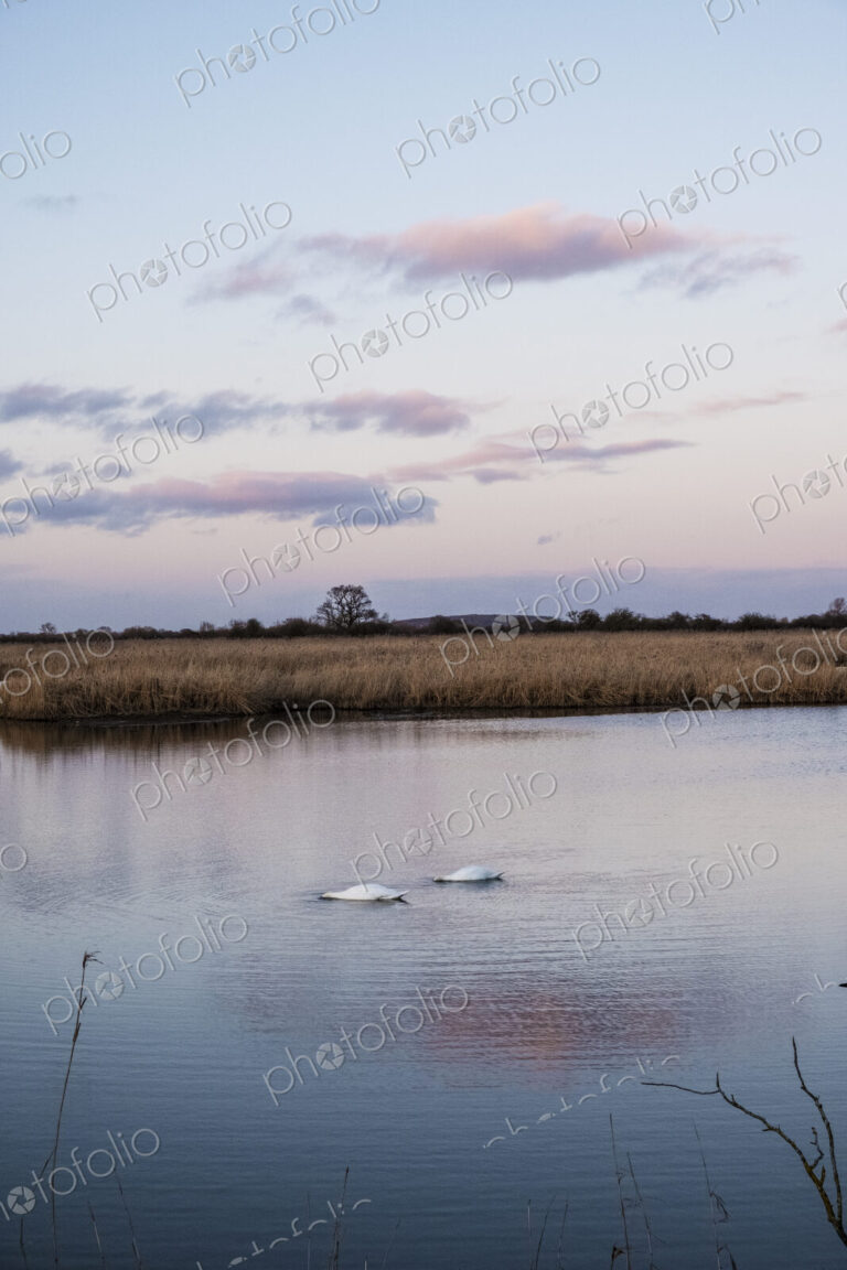 Two swans feeding with heads underwater at dusk on a marsh in a a wetland nature reserve.