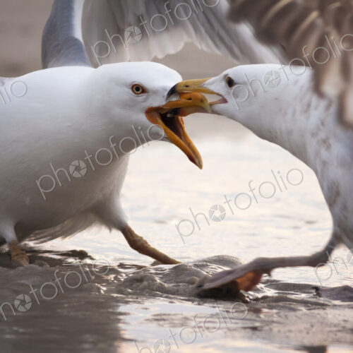 Two territorial Gulls fighting. Two territorial Gulls fighting.