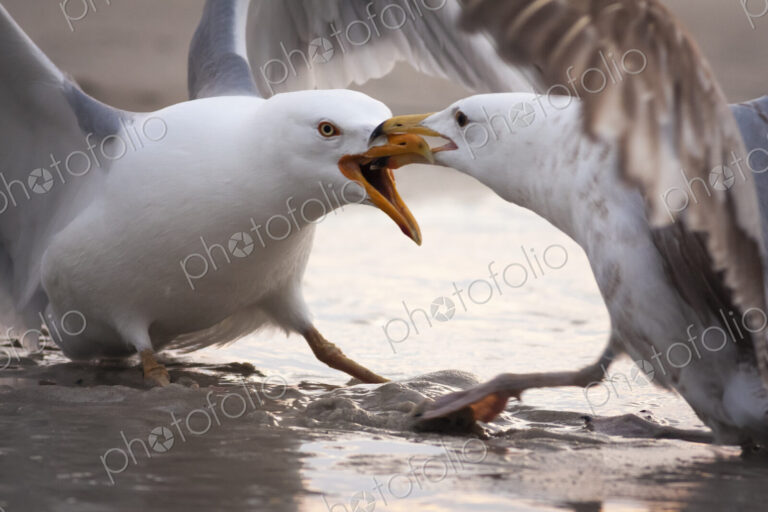 Two territorial Gulls fighting.