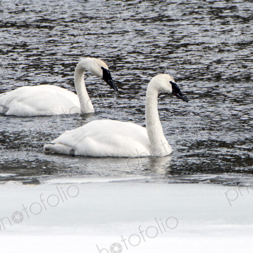 Two trumpeter swans floating on the water, Cygnus Buccinator, on the Yellowstone river.