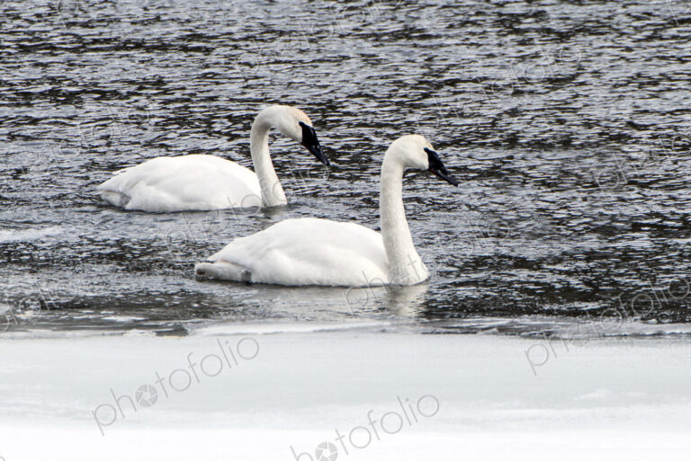 Two trumpeter swans floating on the water, Cygnus Buccinator, on the Yellowstone river.