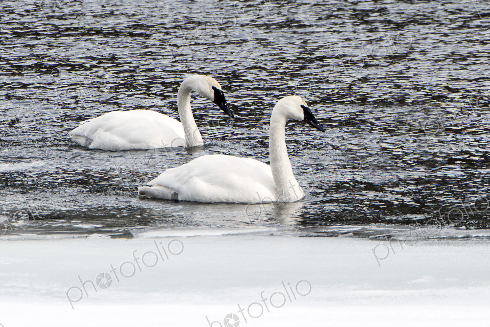 Two trumpeter swans floating on the water, Cygnus Buccinator, on the Yellowstone river.