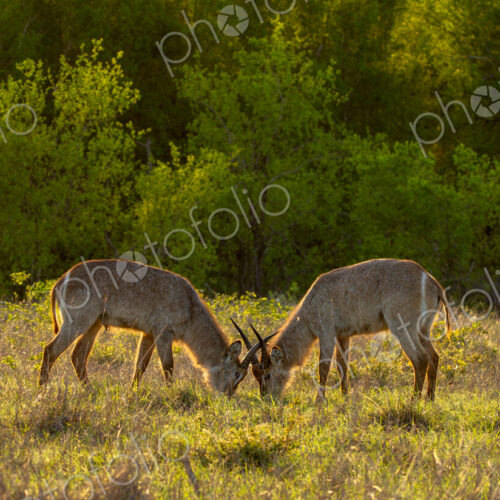 Two waterbuck, Kobus ellipsiprymnus, feed on grass together. Two waterbuck, Kobus ellipsiprymnus, feed on grass together.