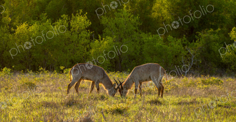 Two waterbuck, Kobus ellipsiprymnus, feed on grass together.