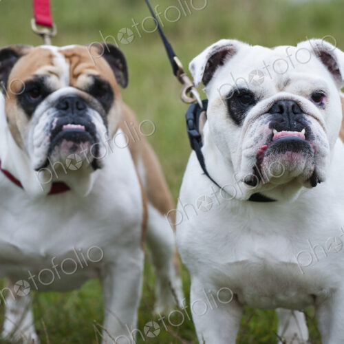 Two white and fawn English Bulldogs on leads looking upwards.