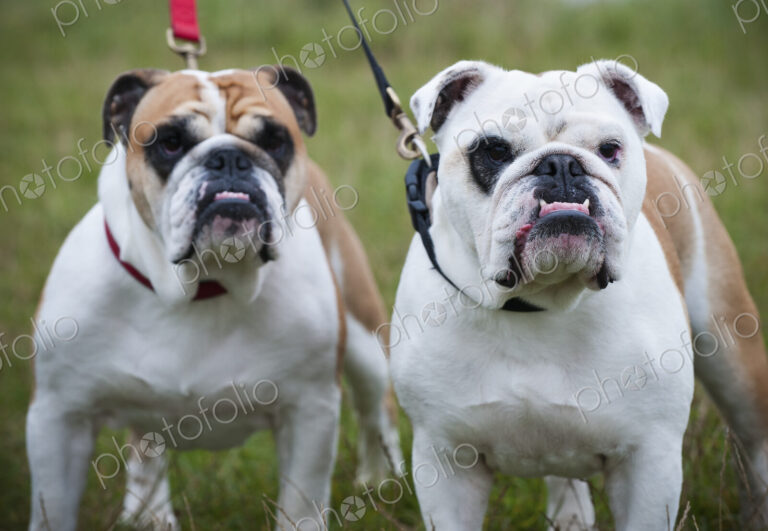 Two white and fawn English Bulldogs on leads looking upwards.