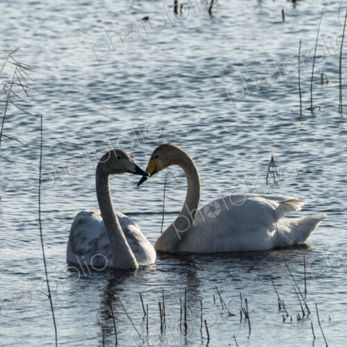 Two white swans in between reeds on a lake, facing each other. Two white swans in between reeds on a lake, facing each other.