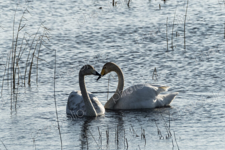 Two white swans in between reeds on a lake, facing each other.