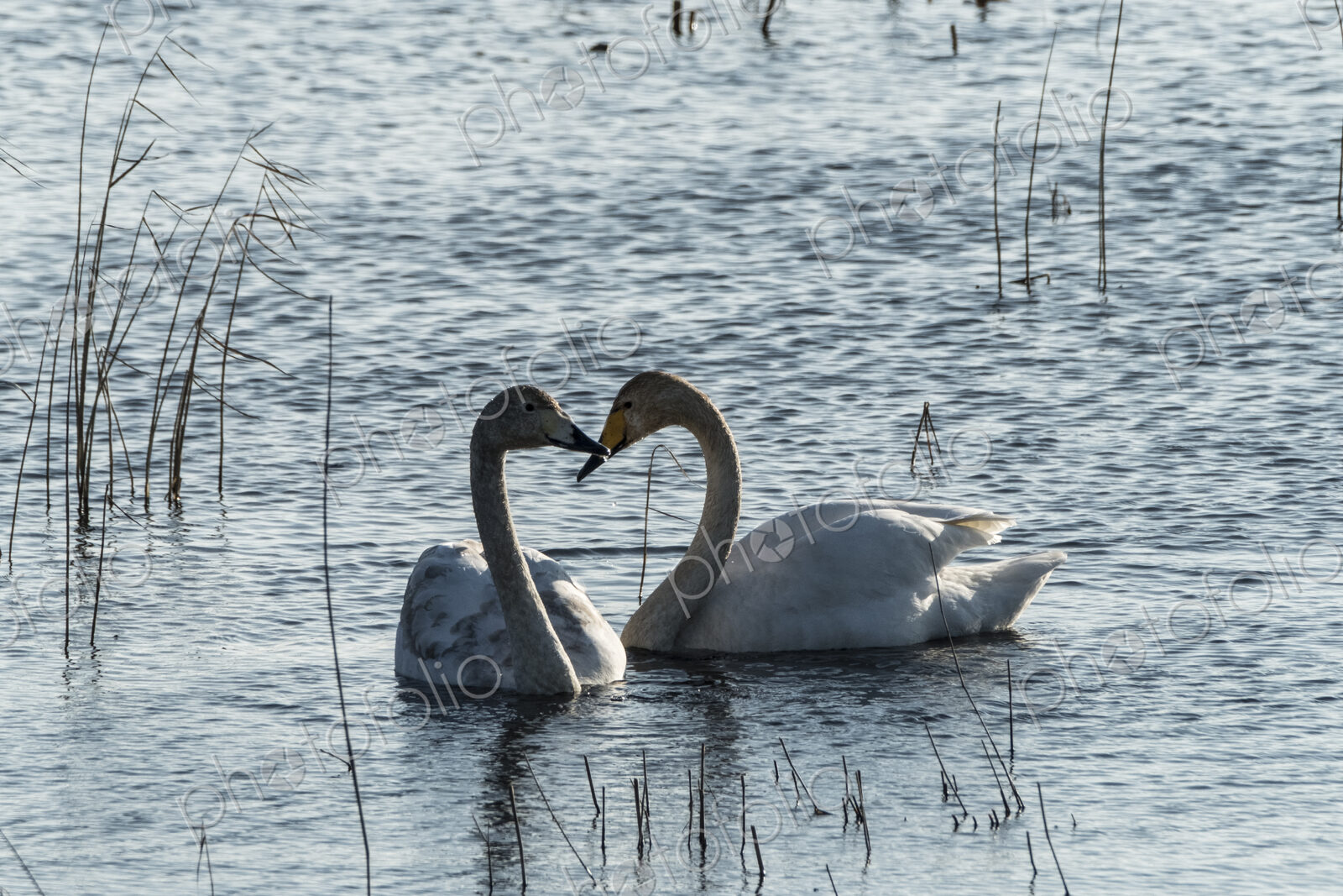 Two white swans in between reeds on a lake, facing each other.