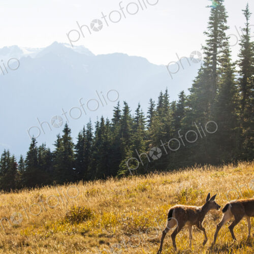 Two wild deer on a meadow adjacent to Hurricane Ridge Visitor Center, Olympic National… Two wild deer on a meadow adjacent to Hurricane Ridge Visitor Center, Olympic National…