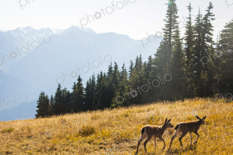 Two wild deer on a meadow adjacent to Hurricane Ridge Visitor Center, Olympic National…