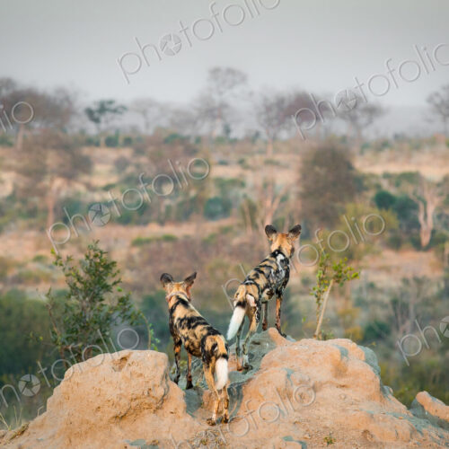 Two wild dog, Lycaon pictus, stand with their backs to the camera on a termite mound,… Two wild dog, Lycaon pictus, stand with their backs to the camera on a termite mound,…