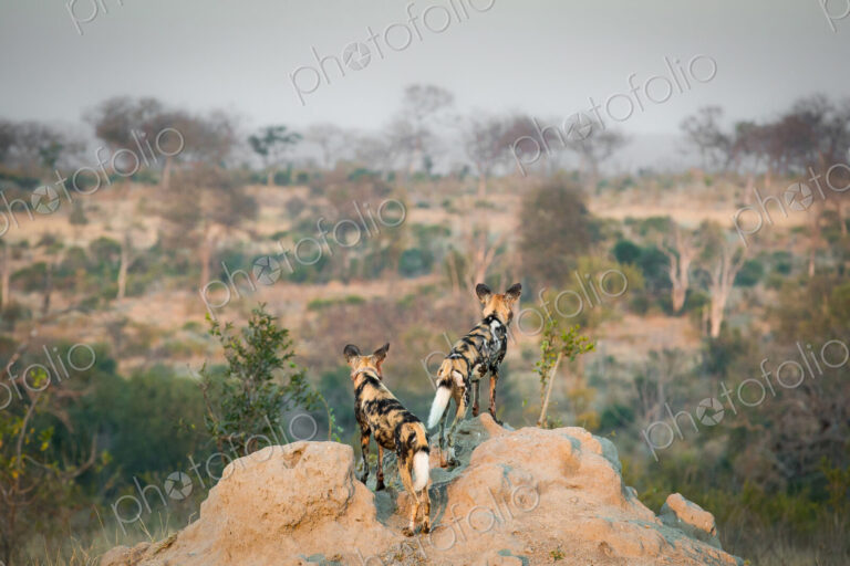 Two wild dog, Lycaon pictus, stand with their backs to the camera on a termite mound,…